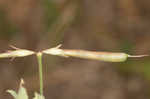 Bird's-foot trefoil